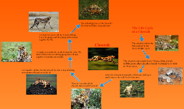 Cheetah Life Cycle Diagram