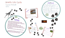 Giraffes Life Cycle Stages