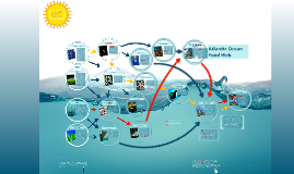 Copy of Atlantic Ocean Food Web by ashley minnis on Prezi