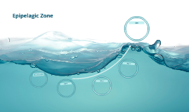Epipelagic Zone by Kelsey Maxon on Prezi
