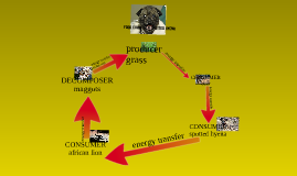 FOOD CHAIN of a SPOTTED HYENA by ethan barnhouse on Prezi Biology Diagrams