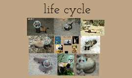 The black footed ferret. by alexa kali on Prezi