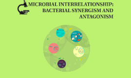 synergism bacterial microbial prezi