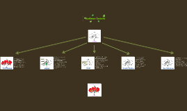 Budowa kwiatu by Jakub Kuba on Prezi