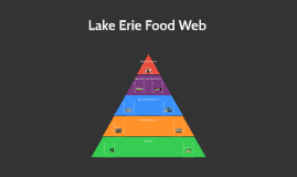 Lake Erie Food Web by Ronnie Burnside on Prezi