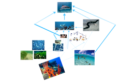 Hawaiian Monk Seal Food Web