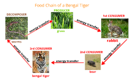 Copy of Food Chain of a Bengal Tiger by Dylan Minter on Prezi