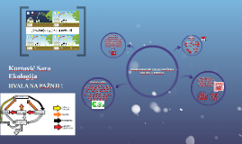 KRUŽENJE KISIKA by Sara Kurtović on Prezi