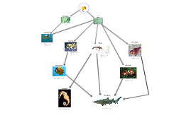 Copy Of Coral Reef Food Web By Ivan Perez On Prezi   Qtycgv6i555uplkrtpp4qorlvh6jc3sachvcdoaizecfr3dnitcq 0 0 