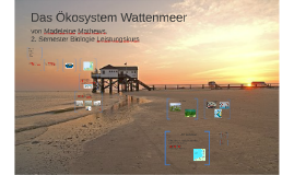 kosystem-wattenmeer-by-madeleine-ma-on-prezi