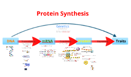 Protein synthesis essay