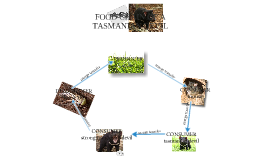 food chain of a tasmanian devil by Chloe Chesnut on Prezi