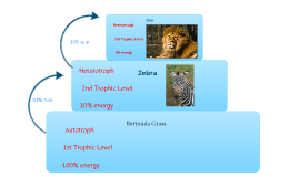 Zebra Food Web by Zach Woyak on Prezi