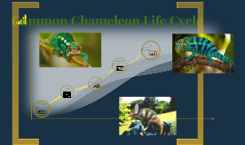 Common Chameleon Life Cycle by Joey Landry on Prezi