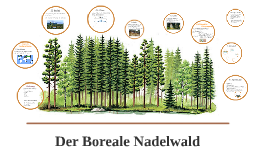Der Boreale Nadelwald by Viktoria Luise on Prezi Der Boreale Nadelwald by Viktoria Luise on Prezi