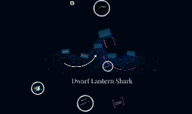 dwarf lantern shark lifespan