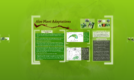 aloe plant adaptations by Emily s on Prezi