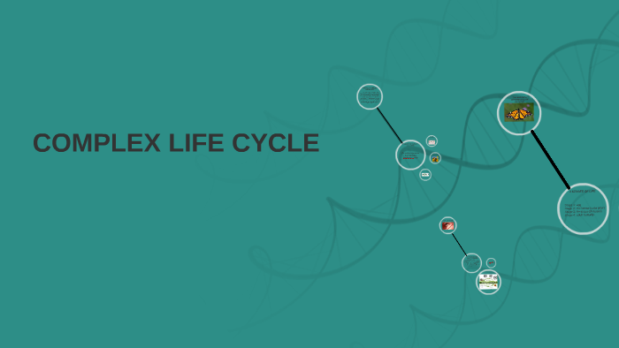 what-is-a-complex-life-cycle-by-lacey-melia