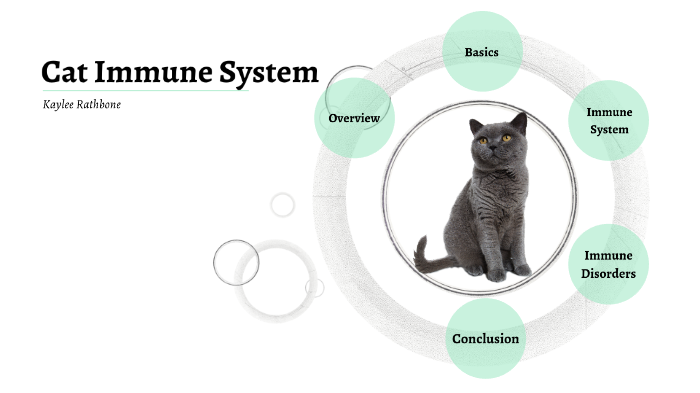 Cat hot sale immune system