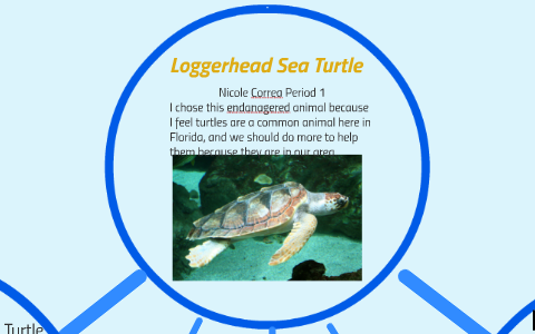 Loggerhead Sea Turtle by Nicole Correa on Prezi