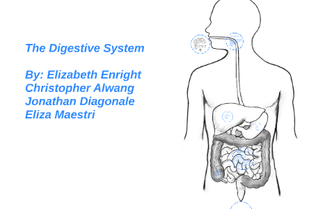 The Digestive System by Eliza Maestri on Prezi