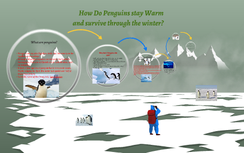 How Do Penguins stay Warm? by Damon Shute