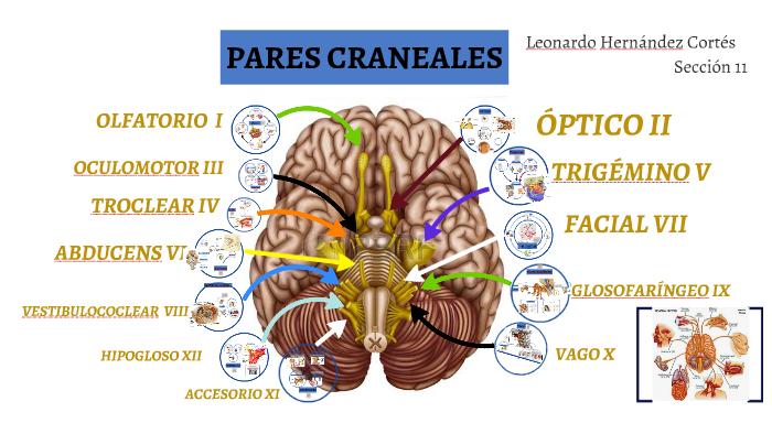 PARES CRANEALES by Nahomi Cg on Prezi