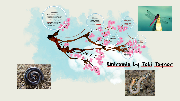 Uniramia by Tobi Taynor on Prezi