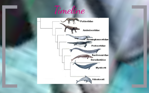 Dolphin Evolution