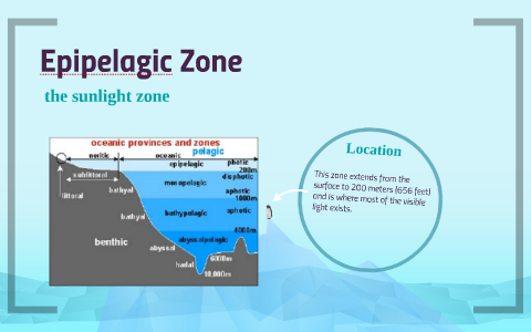 WHAT ARE SOME INTERESTING FACTS ABOUT THE SUNLIGHT ZONE visual data 4