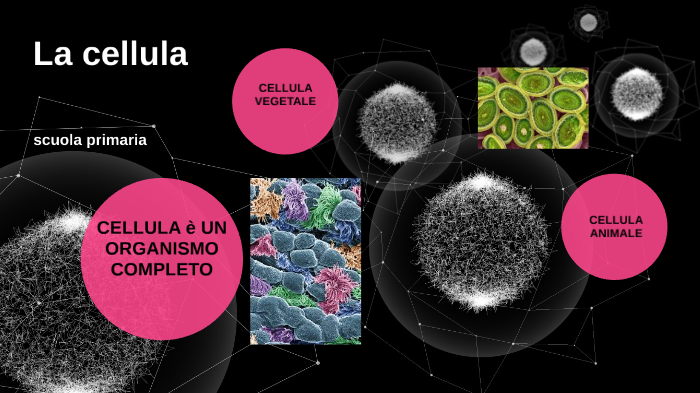 la cellula by ENRICA MORRI on Prezi