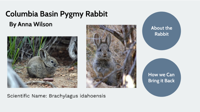 De-Extinction Project: Columbia Basin Pygmy Rabbit by Anna Wilson on Prezi