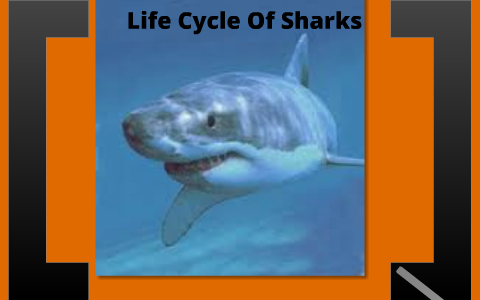 Life Cycle of Sharks by Chris Brock