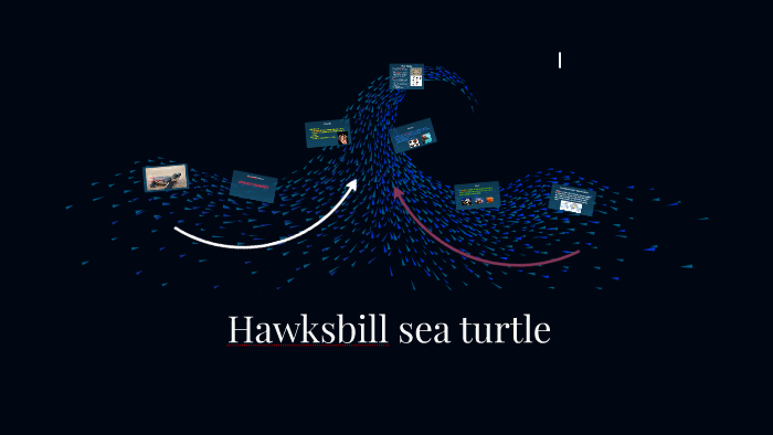 Hawksbill sea turtle by Itzel Lira on Prezi