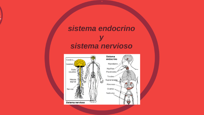 sistema endocrino by Bachi1 Fraile pintado on Prezi