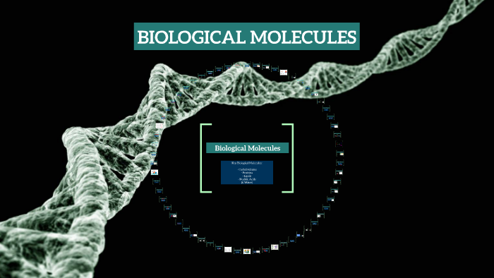 BIOLOGICAL MOLECULES by Ginny Tan on Prezi