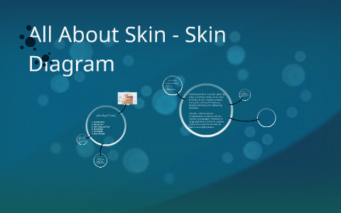 All About Skin - Skin Diagram by Sandy Barrow on Prezi