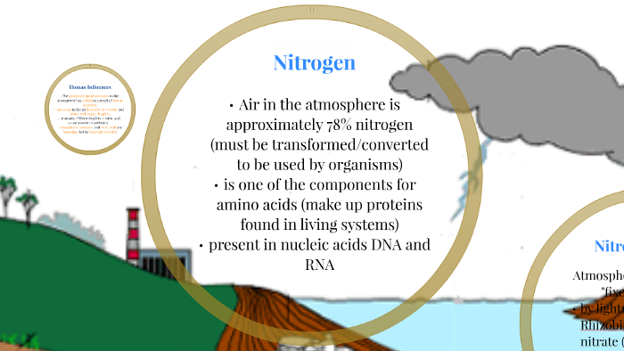 Nitrogen Cycle by Sophie Espino on Prezi