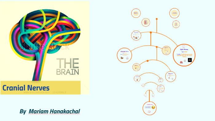 Cranial Nerves Project by sara hanakachal on Prezi