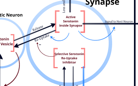 Ssri Model Model of SSRI's Effect on the Serotonin Signalling Between Synapses. by ...