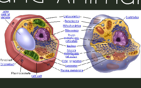 Plant and Animal Cell Project by Cody Wimmer on Prezi