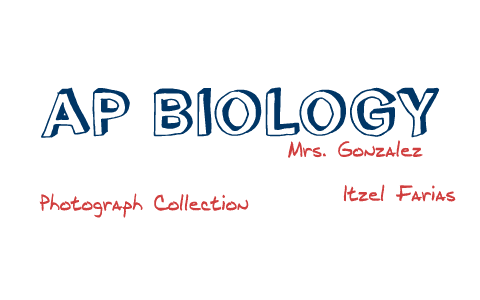 AP Biology by Itzel Farias on Prezi
