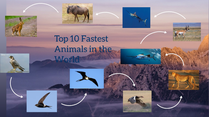 Top 10 Fastest Animals in the world by Ian Dave Flauta on Prezi Next