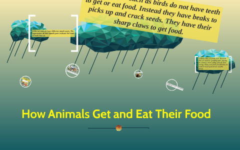How Animals Get and Eat Their Food by