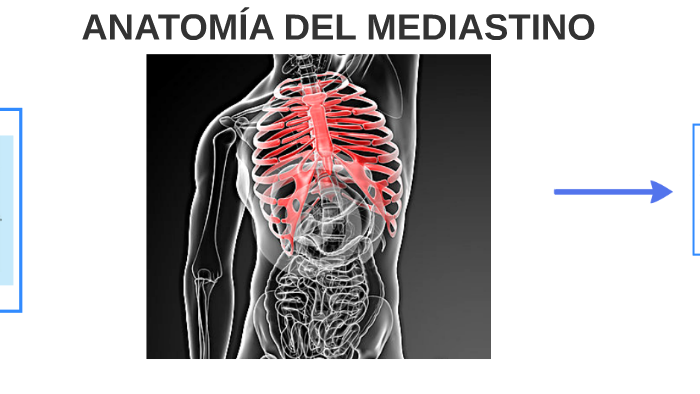 anatomia del mediastino anteriore