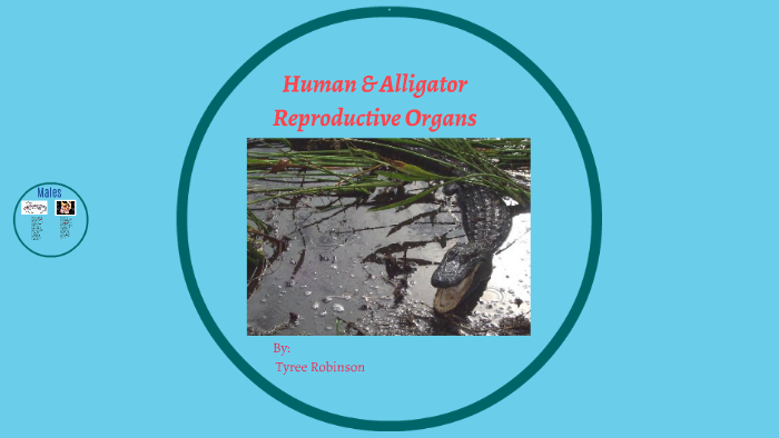 Human And Alligator Reproductive Organs By Tyree Robinson On Prezi