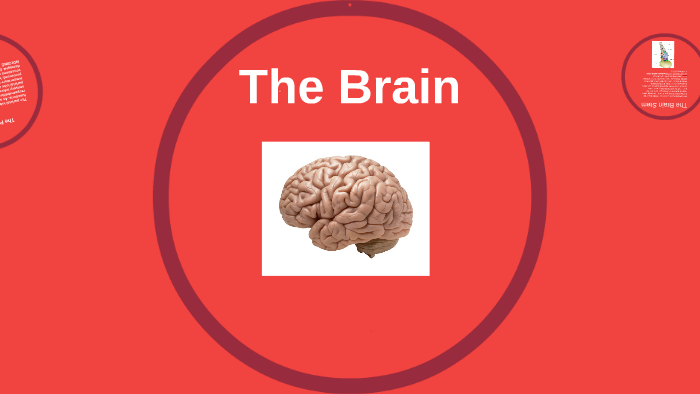 The Brain by Parker L on Prezi