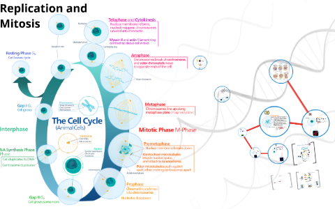 The Cell Cycle and Mitosis by prasit patel on Prezi