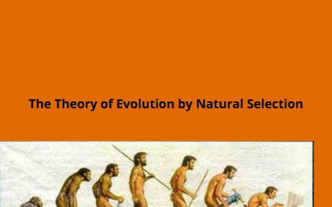 The Theory of Evolution by Natural Selection by Alexandria DiCosimo on ...
