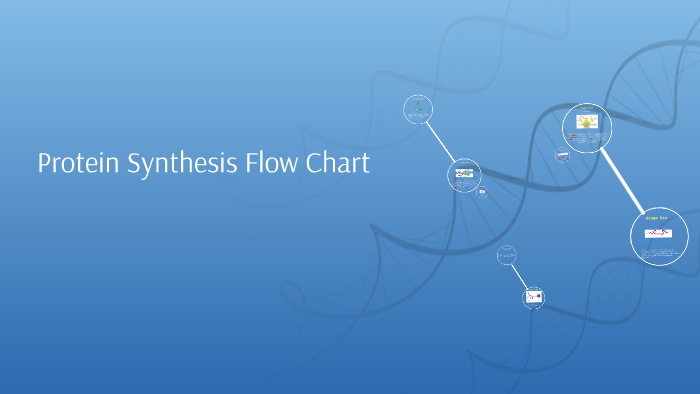 Protein Synthesis Flow Chart Biology